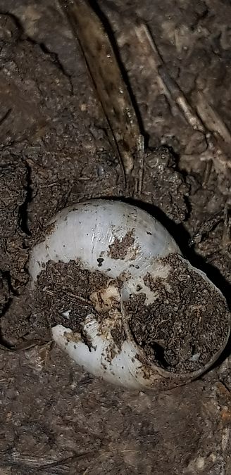 Xeropicta derbentina  - Michele Cento