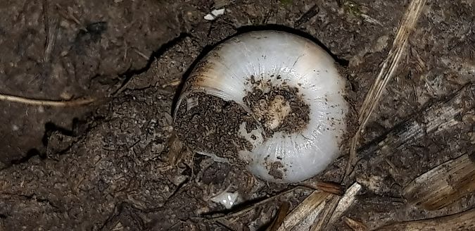 Xeropicta derbentina  - Michele Cento