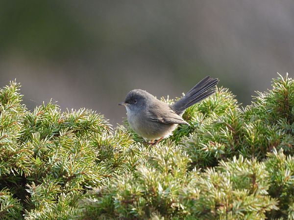 Magnanina sarda  - Cosimo Gabbani
