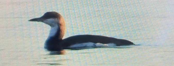 Strolaga mezzana  - Matteo Faggi