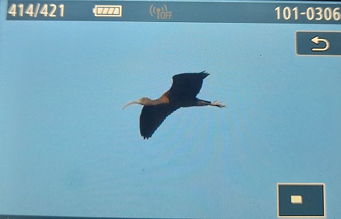 Mignattaio  - Roberto Lippolis