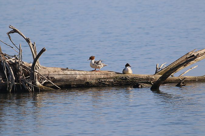 Bec de serra gros  - Vittorio Pedrocchi