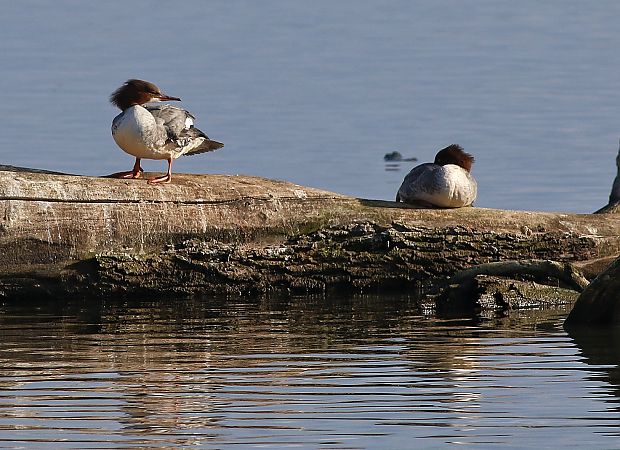 Bec de serra gros  - Vittorio Pedrocchi