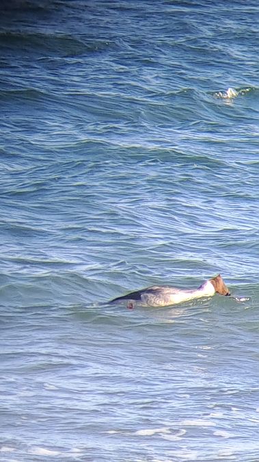 Smergo maggiore  - Pietro Scarpa