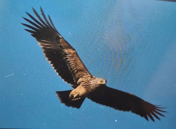 Aquila imperiale  - Paolo Zonta