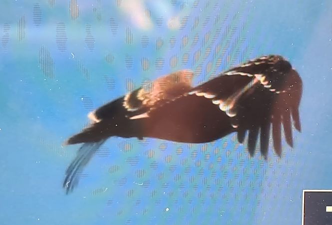 Aquila imperiale  - Paolo Zonta