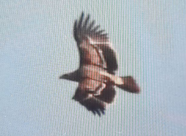 Aquila imperiale  - Paolo Zonta