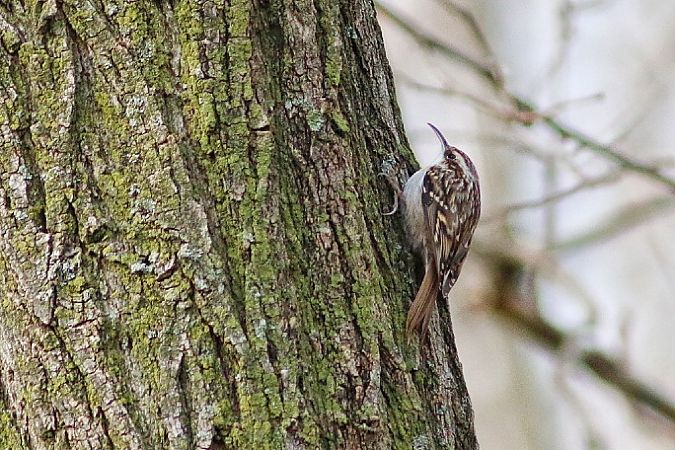Rampichino comune  - Stefano Sava