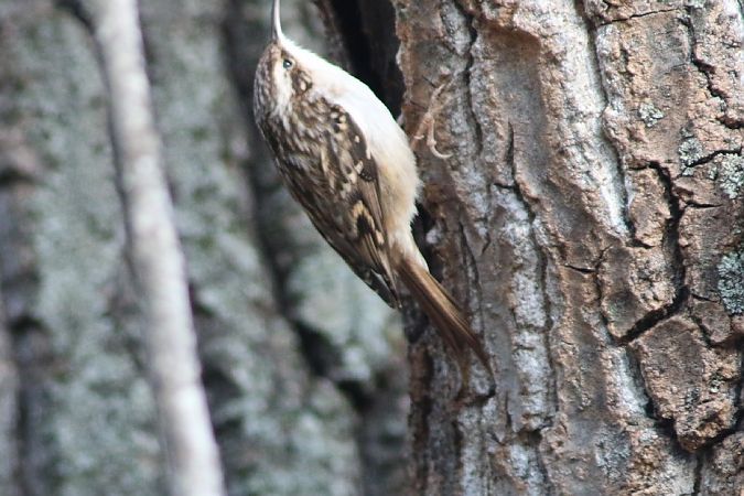 Rampichino comune  - Stefano Sava