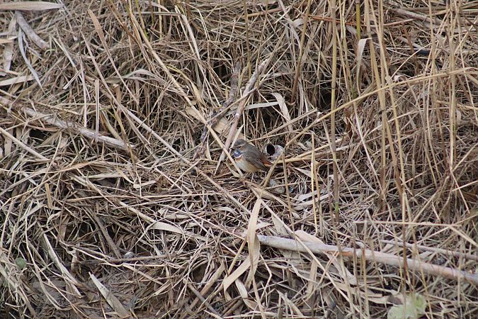 Cotxa blava  - Jordi Guiu