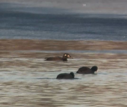 Macreuse brune  - Lukas Zangl