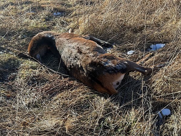 Cérvol  - Andreu Escolà Llevat