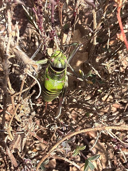 Somereta de muntanya  - David Vilasís Boix