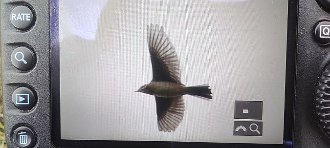 Calandro maggiore  - Matteo Skodler