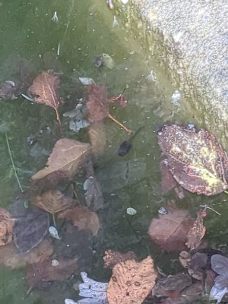 Anfibio indeterminato  - Stefano Sarrocco (RL)