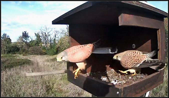 Gheppio  - Giuseppe Di Lieto