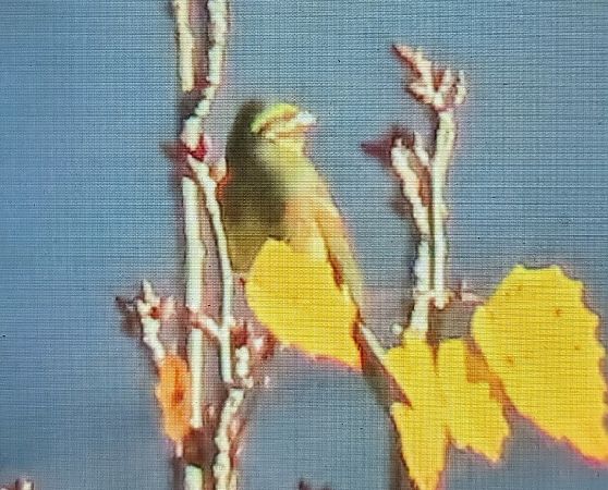 Gratapalles  - Ferran Pujol