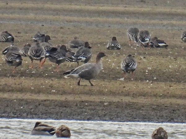gęś krótkodzioba  - Kacper Mikulski