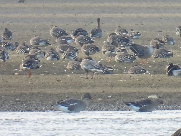 gęś krótkodzioba  - Kacper Mikulski