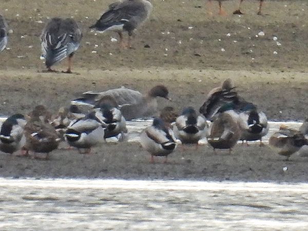gęś krótkodzioba  - Kacper Mikulski