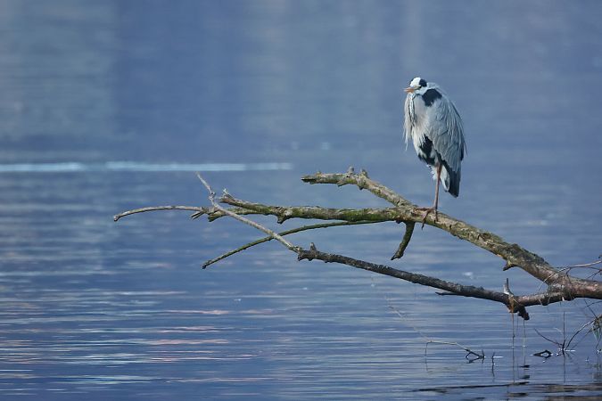 Airone cenerino  - Adelfina Aldrovandi