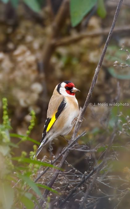 Cadernera  - Jose Molis