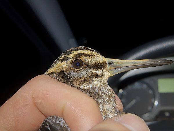 Zwergschnepfe  - Damian Celiński