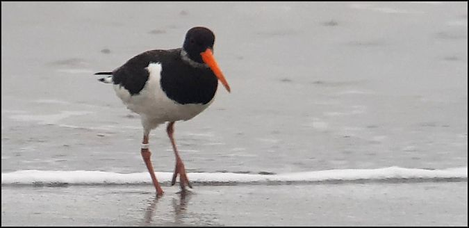 Beccaccia di mare  - Giuseppe Di Lieto