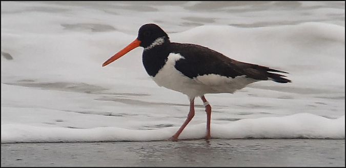 Beccaccia di mare  - Giuseppe Di Lieto