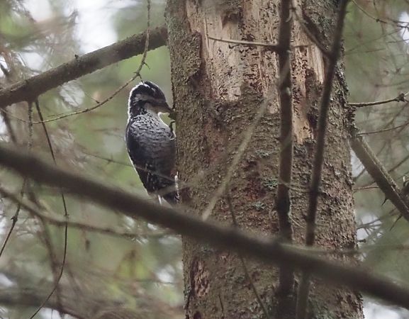 Eurasian Three-toed Woodpecker  - Marcelina Klekot