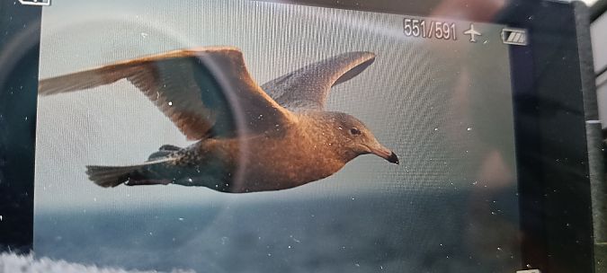 mewa blada  - Marcin Sołowiej