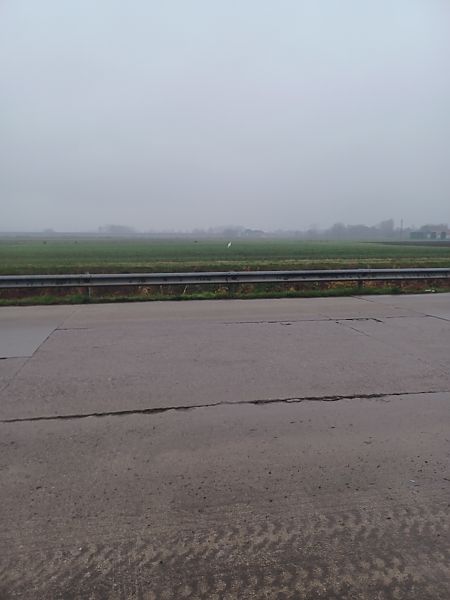 Airone bianco  - Ilaria Scarparo