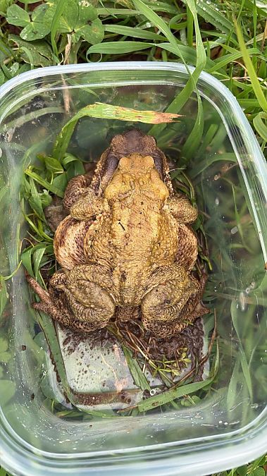 Rospo comune  - Gastone Gaiba