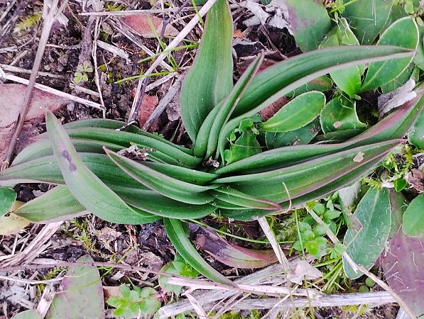 Serapias vomeracea  - Gérard Joseph