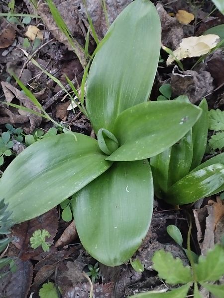 Himantoglossum robertianum  - Gérard Joseph