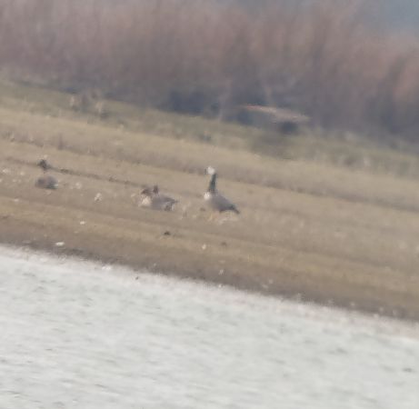 Goose hybrid, unidentified  - Kacper Mikulski