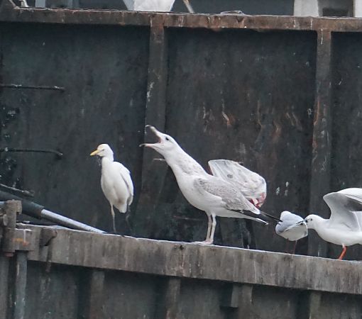 Gabbiano pontico  - Lorenza Venturini
