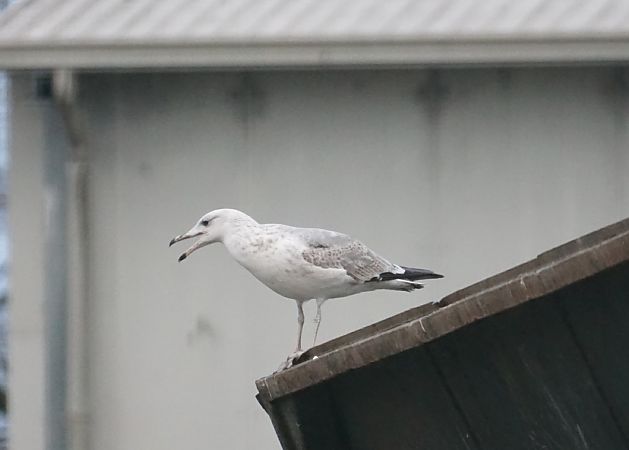 Gabbiano pontico  - Lorenza Venturini