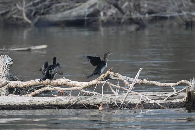 Zwergscharbe  - Adelfina Aldrovandi