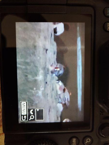 Fischione  - Tommaso Bonora