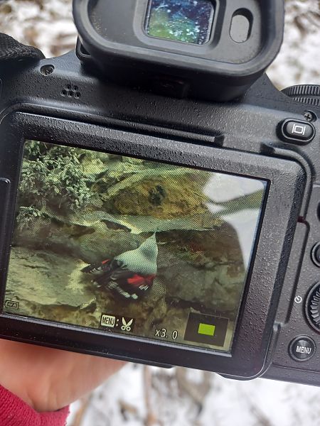 pomurnik  - Justyna Krawczyk