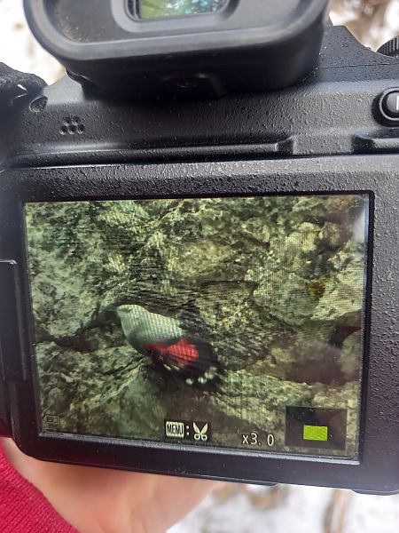 pomurnik  - Justyna Krawczyk