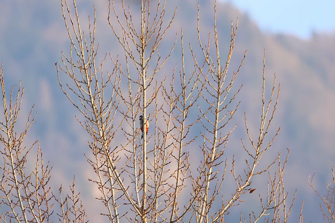 Picchio rosso maggiore  - Adelfina Aldrovandi