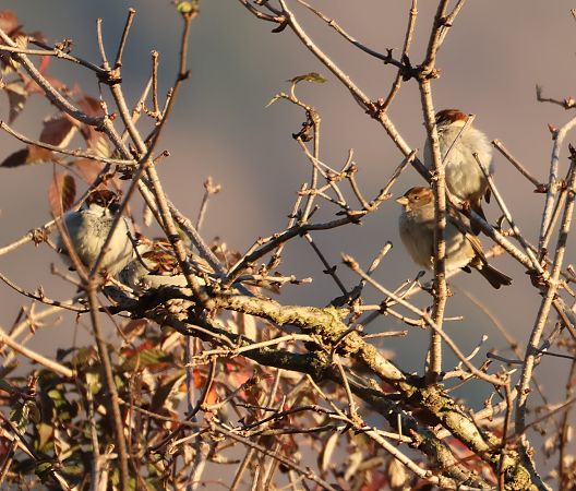 Passera d'Italia  - Adelfina Aldrovandi