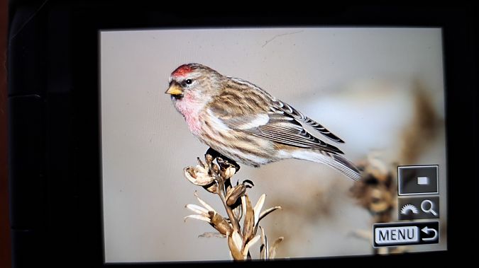 Organetto minore  - Castelli Stefano