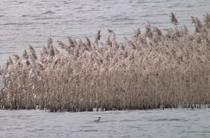 Ohrentaucher  - Michał Baran