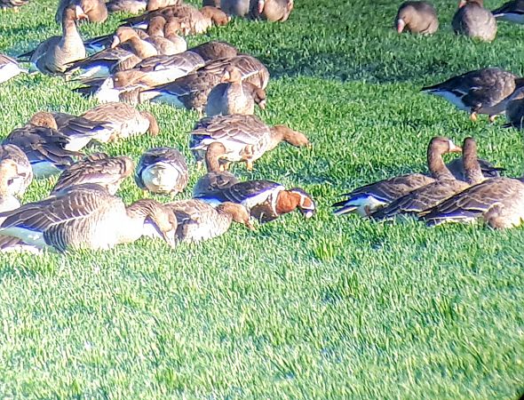 Oca collorosso  - Lino Lipparini