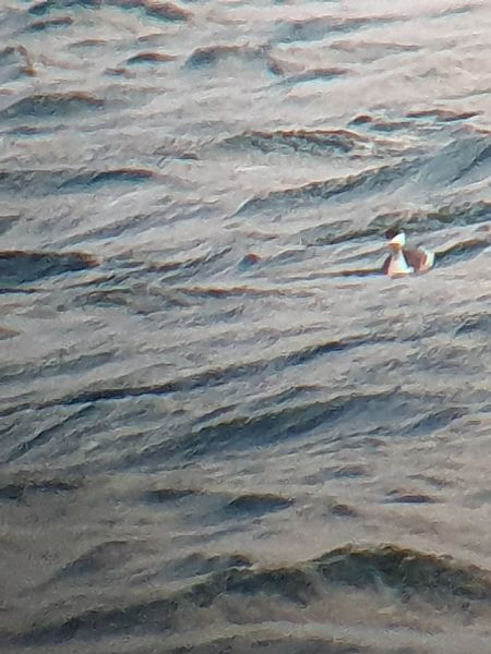 perkoz rogaty  - Grzegorz Pac