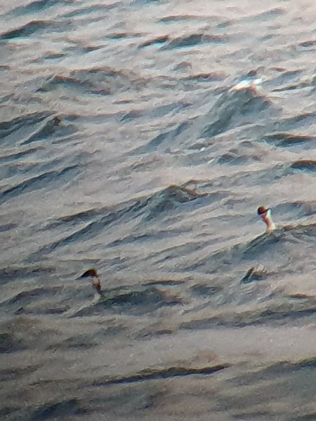 perkoz rogaty  - Grzegorz Pac