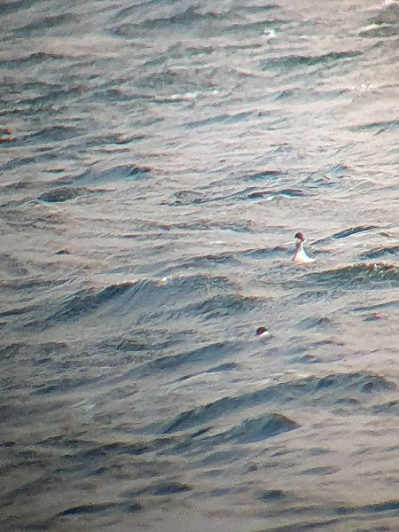 Ohrentaucher  - Grzegorz Pac